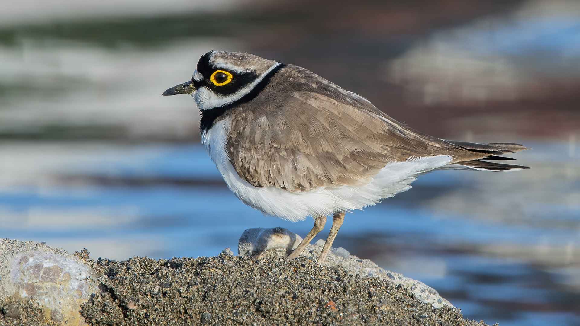 Little Ringed Plover